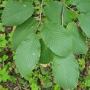 Rhamnus alpinus (szakłak alpejski)