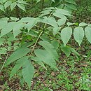 Fraxinus americana (jesion amerykański)