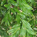 Buxus sempervirens Angustifolia