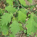 Corylus avellana Quercifolia