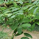 Caragana grandiflora