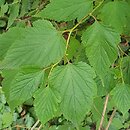 Neillia thibetica (neilia tybetańska)