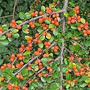 Cotoneaster hjelmqvistii (irga miseczkowata)