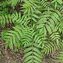Sorbaria altaica (tawlina ałtajska)
