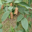 Ostrya japonica (chmielograb japoński)