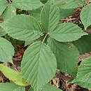 Rubus chlorothyrsos (jeżyna wielolistna)