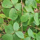 Rubus canadensis (jeżyna kanadyjska)