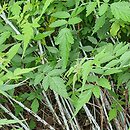 Rubus cockburnianus (jeżyna białopędowa)