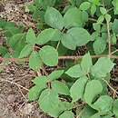 Rubus pfuhlianus (jeżyna Pfuhla)