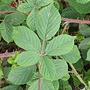 Rubus lindenbergii (jeżyna Lindenberga)