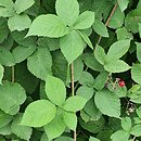 Rubus czarnunensis (jeżyna notecka)