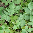Rubus hadracanthos