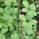 Rubus praecox (jeżyna długopręcikowa)