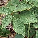 Rubus zielinskii (jeżyna Zielińskiego)