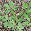 Rubus parthenocissus (jeżyna winobluszczowa)