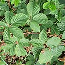 Rubus plicatus (jeżyna fałdowana)