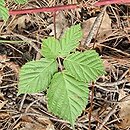 Rubus stohrii
