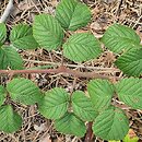 Rubus barberi (jeżyna Barbera)