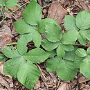 Rubus kaznowski