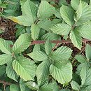 Rubus beskidensis
