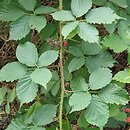 Rubus horridifrons