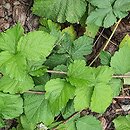 Rubus leuciscanus