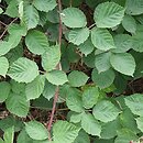 Rubus tiliaster