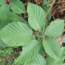 Rubus josholubii