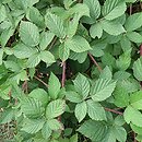 Rubus geminatus