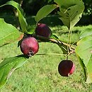 Malus Dolgo