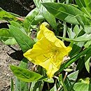 Oenothera fruticosa Yellow River