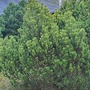 Pinus mugo Zundert