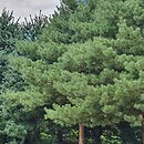 Pinus sylvestris Aurea
