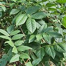 Wisteria brachybotrys (glicynia kwiecista)