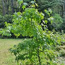 Liquidambar styraciflua Pendula