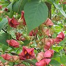Euonymus sachalinensis (trzmielina sachalińska)