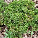 Pinus mugo Gold Star