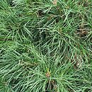 Pinus sylvestris Erecta Viridis