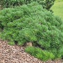Pinus mugo Mr Wood