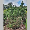 Pinus mugo Pal Maleter
