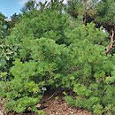 Pinus strobus Nana Compacta