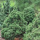 Pinus mugo Allgäu