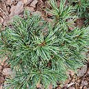 Pinus mugo Varella