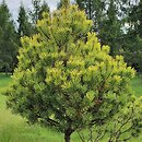 Pinus mugo Carstens Wintergold