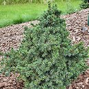 Picea abies Remontii