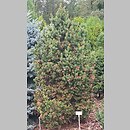 Picea abies Emsland