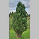 Pinus nigra Green Rocket