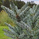 Abies koreana Silberlocke