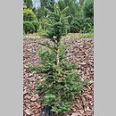 Abies cephalonica Meyer's Dwarf
