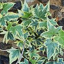 Hedera helix Yellow Ripple